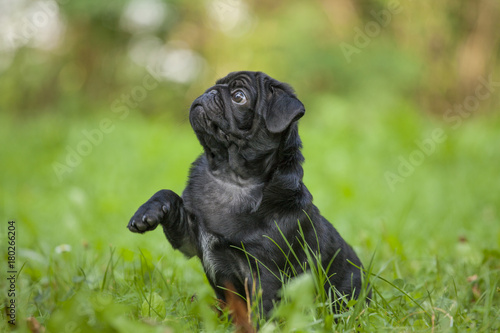 cute little happy black puppy pug in park on grass training