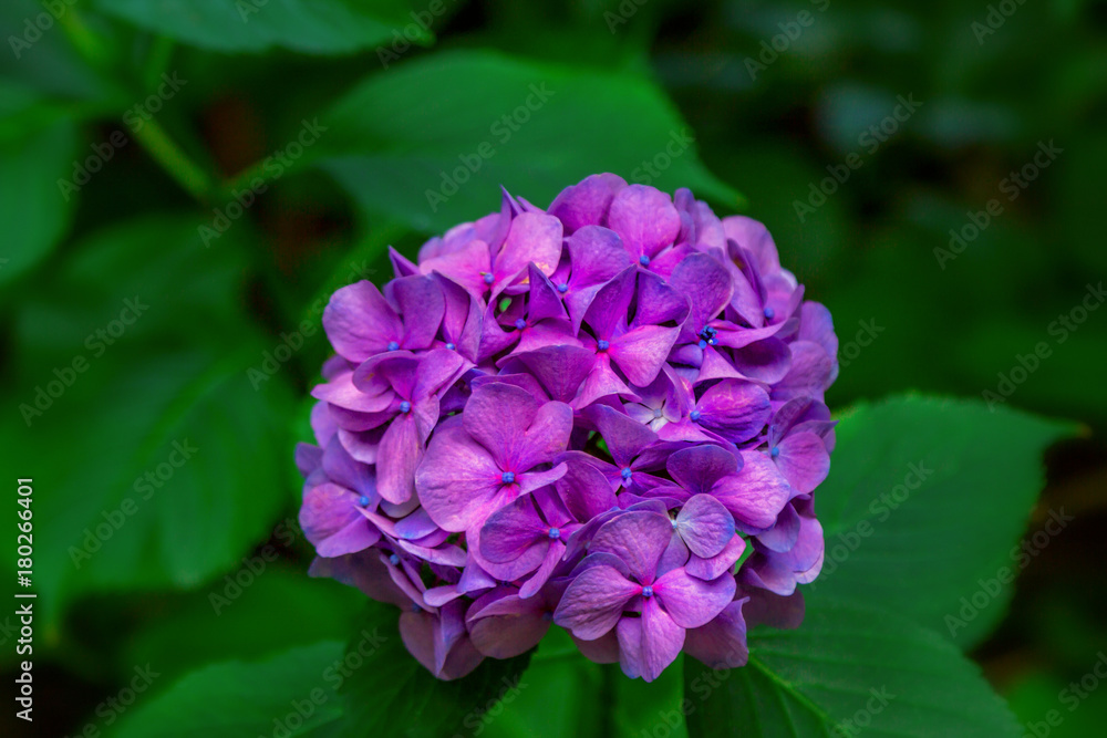 Blooming hortensia bush with beautiful purple flower and green leaves. Hydrangea macrophilla. 