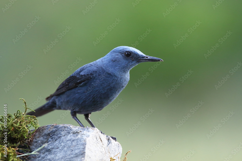 Blue rock thrush, male on the rocks Blue rock thrush, male on the rocks