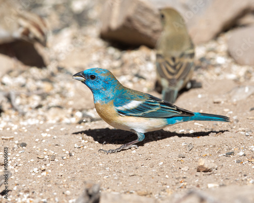 Lazuli Bunting