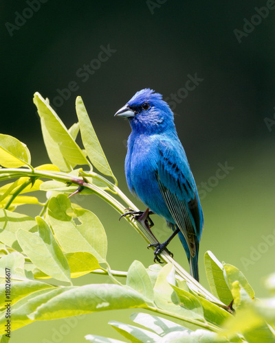 Indigo Bunting