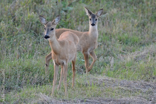 Fototapeta Naklejka Na Ścianę i Meble -  Sarny