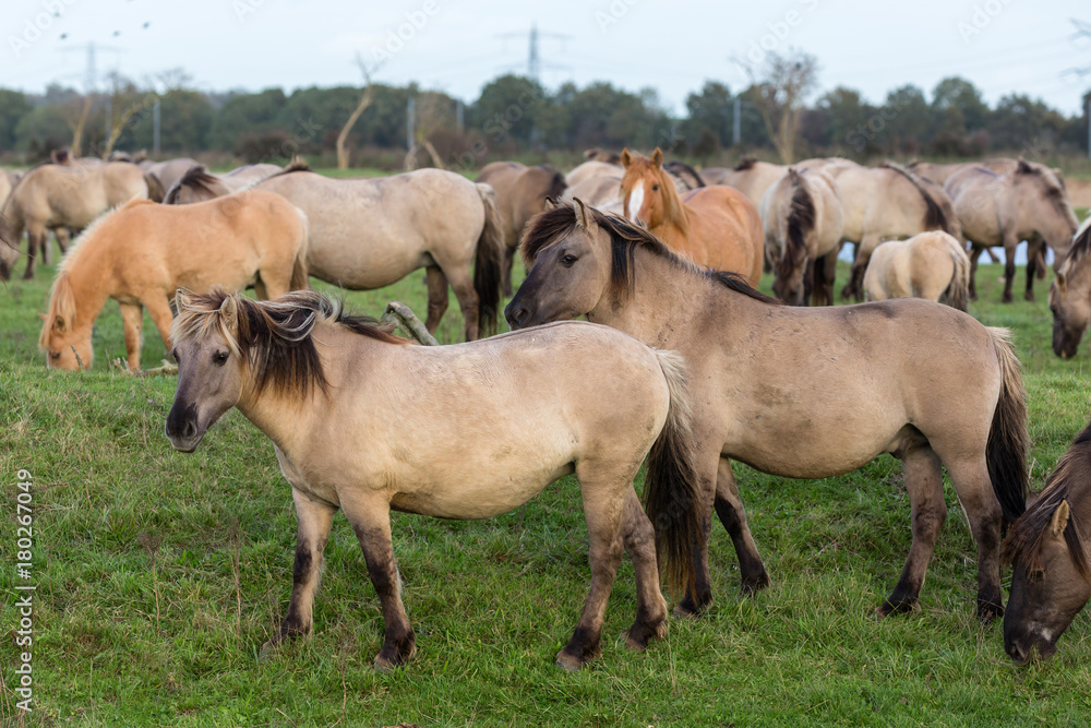 Dutch National Park Oostvaardersplassen with herd of Konik horses. In this new wilderness lives about 1000 wild horses.