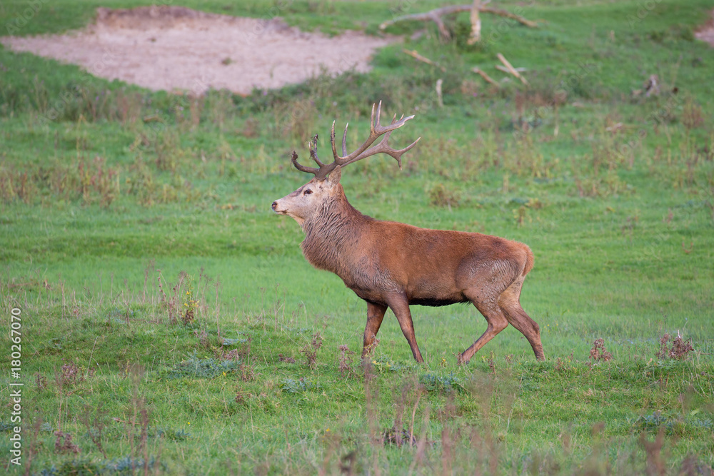 Dutch national park Oostvaardersplassen with male deer in mating season Dutch national park Oostvaardersplassen with male deer in mating season