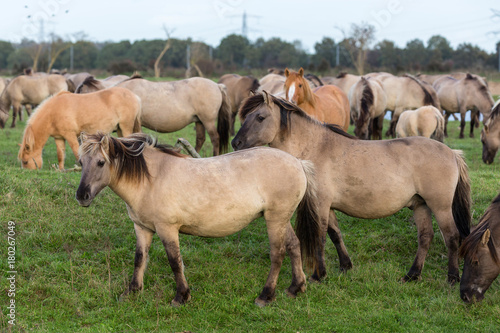 Dutch National Park Oostvaardersplassen with herd of Konik horses. In this new wilderness lives about 1000 wild horses. © Kruwt