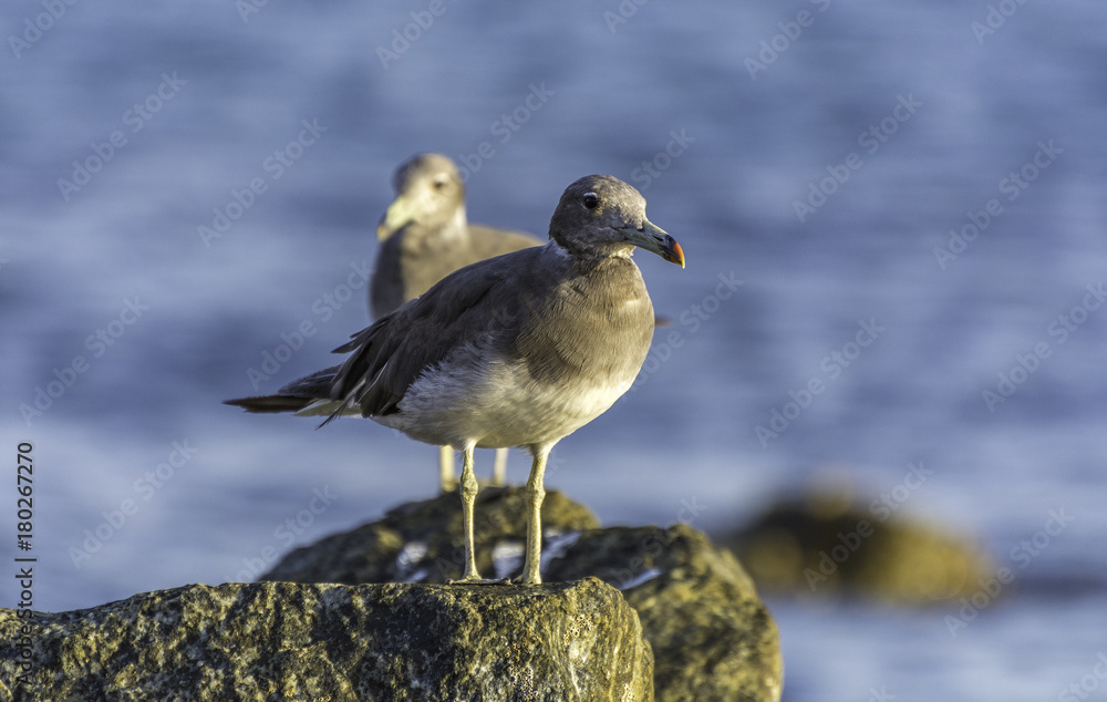 Sea Gull - Muscat, Sultanate of Oman Sea Gull - Muscat, Sultanate of Oman