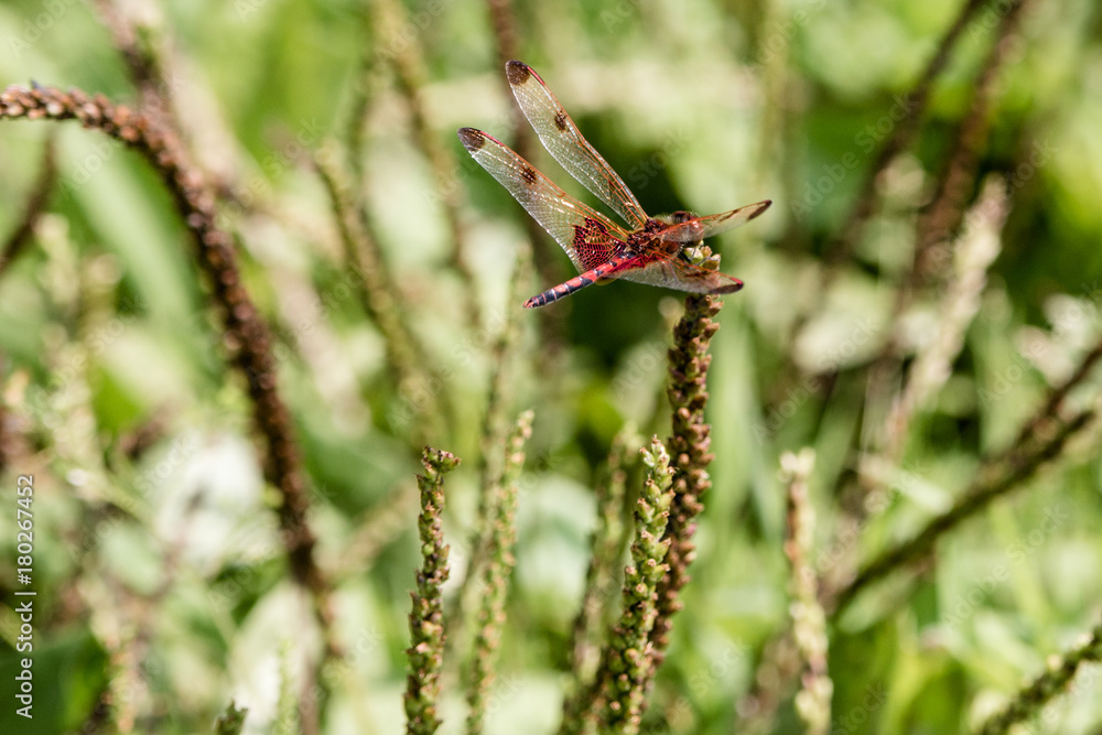 red dragonfly in green nature red dragonfly in green nature