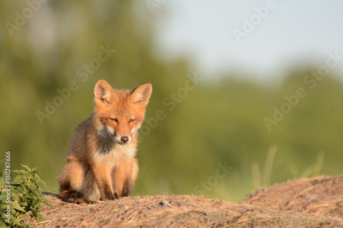 Fox © Arkadiusz