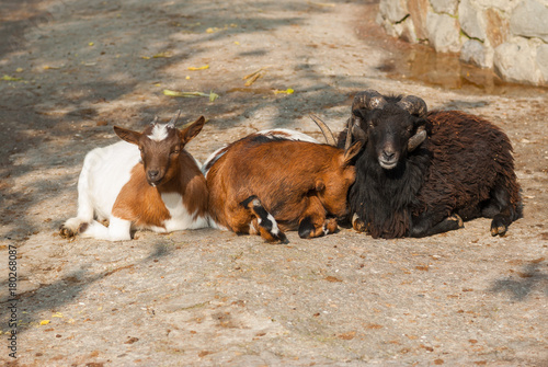 Two goat females resting near sheep male at sunny autumnal day photo