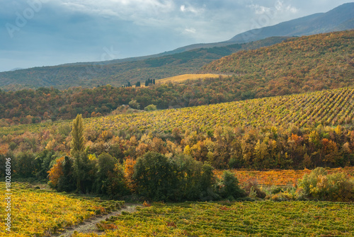 Fall landscape with vineyards in mountains near Alushta city, Crimean peninsula