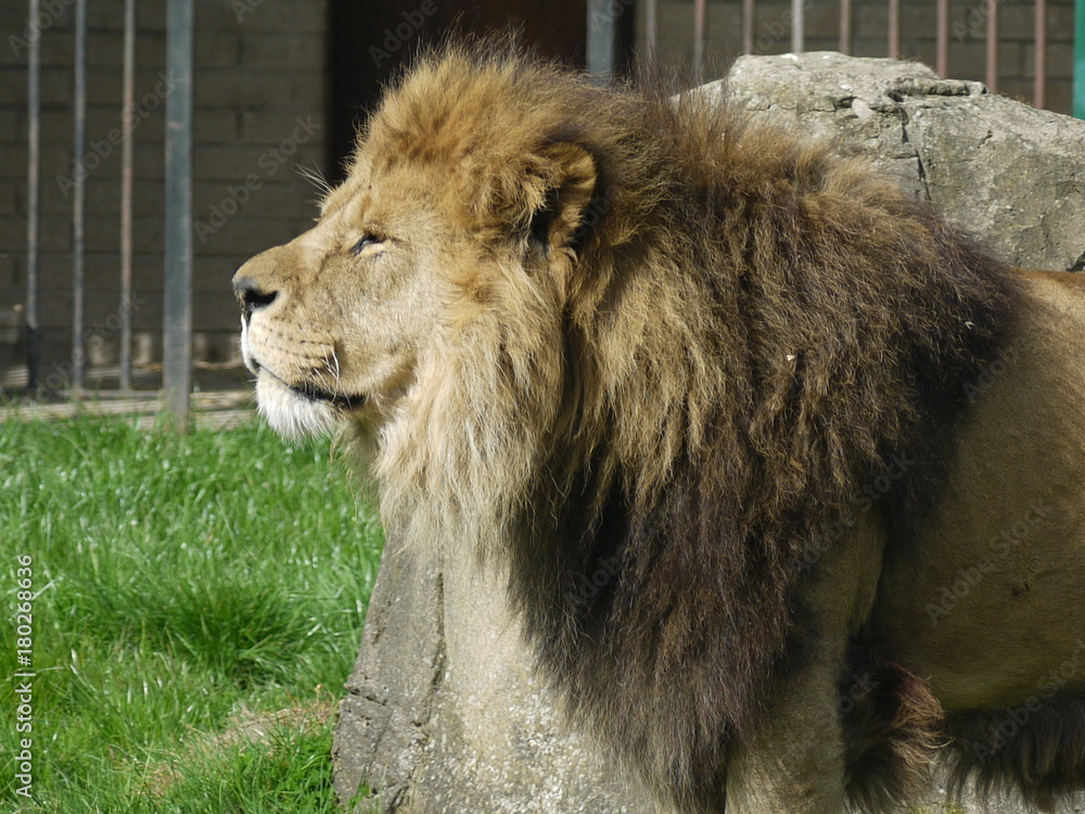 Obraz premium lion