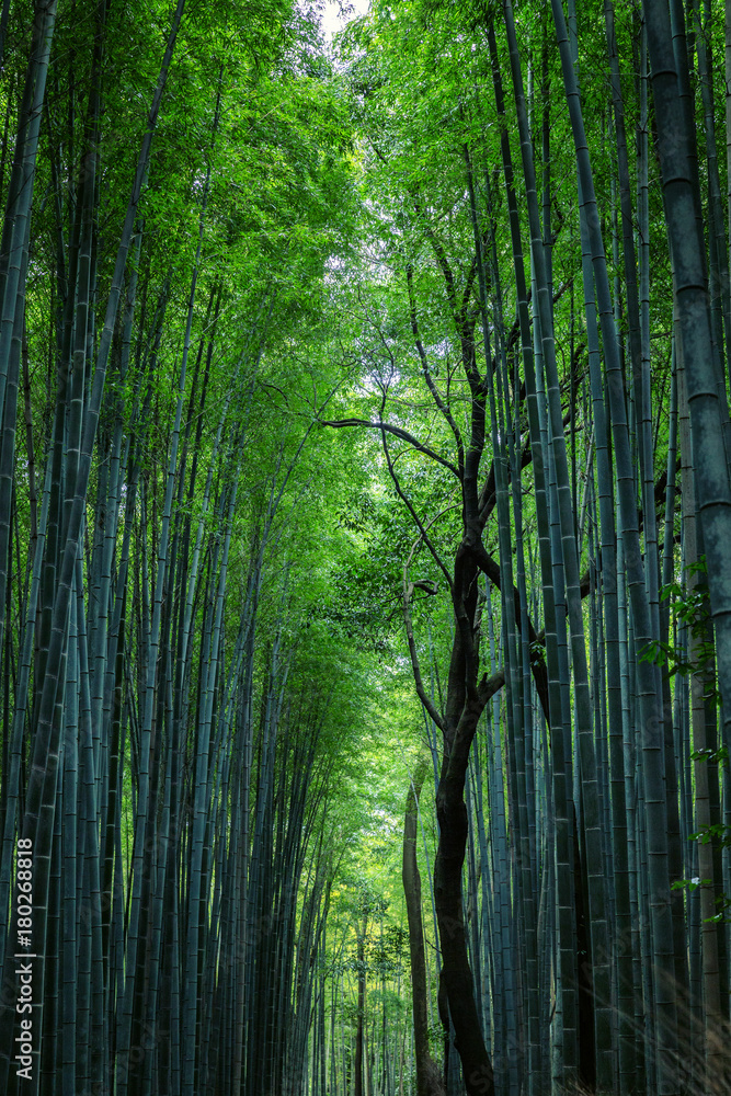 Beautiful view of the bamboo forest Beautiful view of the bamboo forest