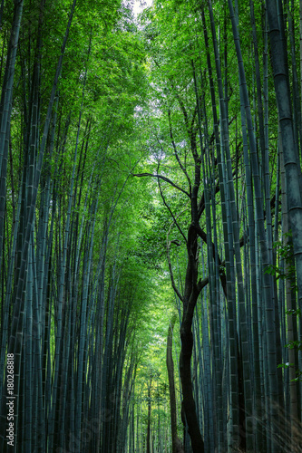 Beautiful view of the bamboo forest
