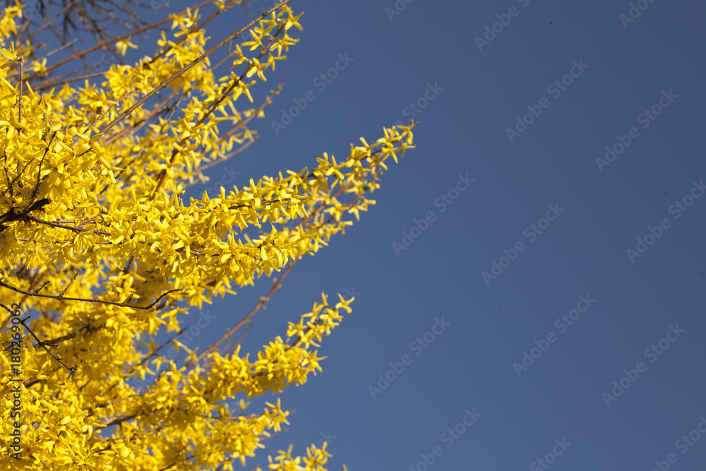 Golden shower flower tree in spring in front of blue sky Golden shower flower tree in spring in front of blue sky