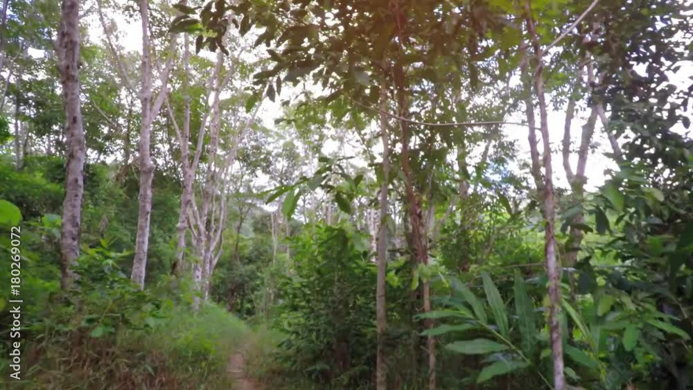 First Person View of Bike Ride through Rubber Tree Forest First Person View of Bike Ride through Rubber Tree Forest