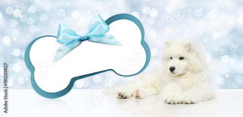 Fototapeta Naklejka Na Ścianę i Meble -  pet dog with blank gift card bone shape isolated on christmas blurred lights background, template and copy space banner