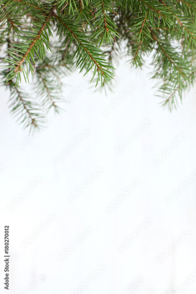 background for winter greetings/ real green fir branches on a light surface background for winter greetings/ real green fir branches on a light surface