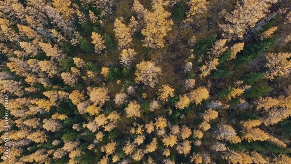 The tops of coniferous trees in a dense forest. Yellow tree tops early fall: shot from a height, only trees. Woodland: a top view of the tops of trees - firs, needles, Siberian cedars.