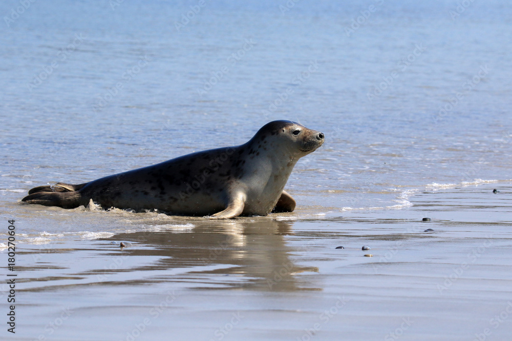Fototapeta premium Robbe in der leichten Brandung