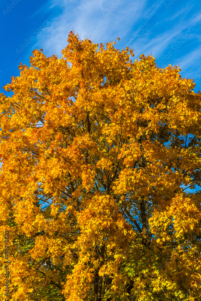 Fototapeta premium Autumn maple with orange leaves