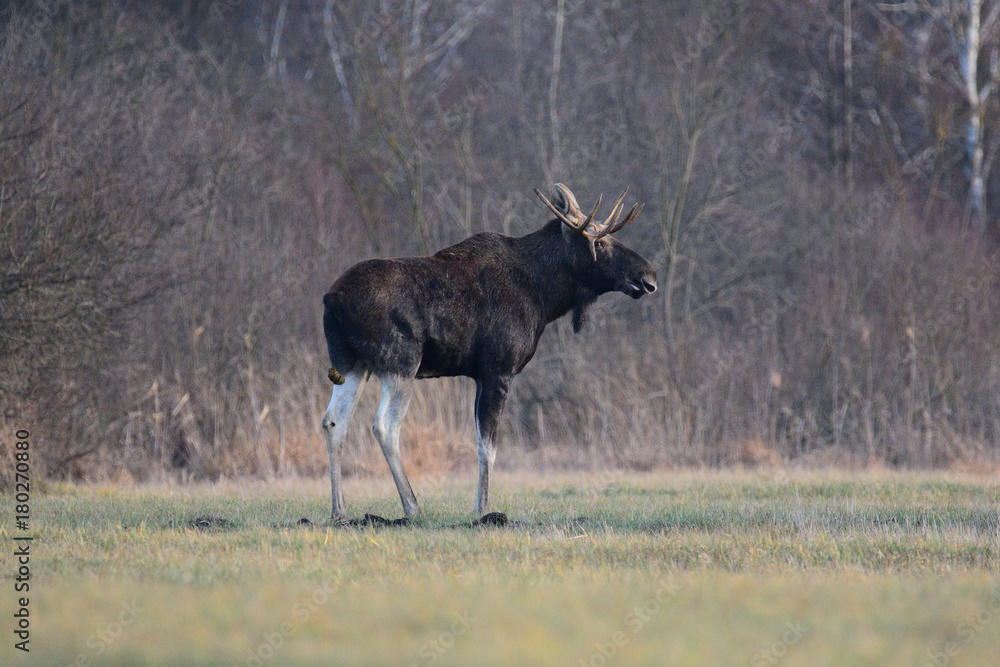 Fototapeta premium Łoś