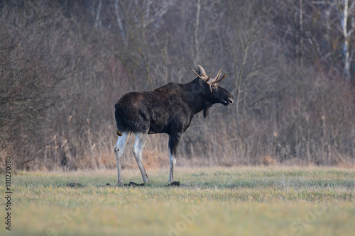 Fototapeta Naklejka Na Ścianę i Meble -  Łoś