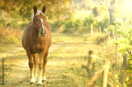 standing, single horse on a dirt road on a sunny summer day