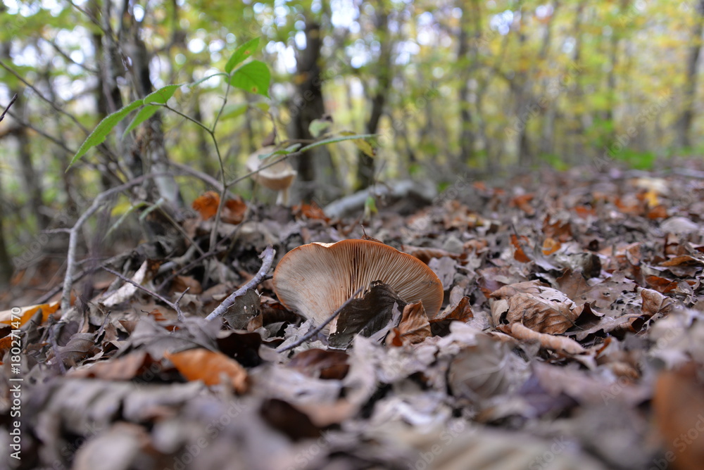 Obraz premium Champignon