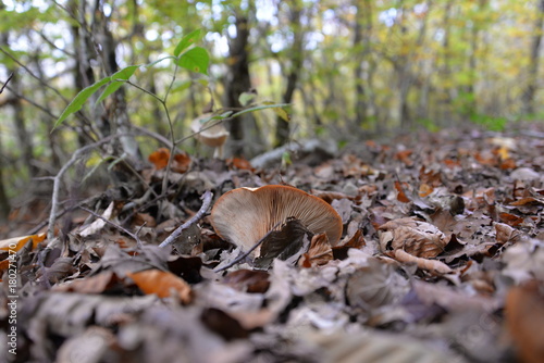 Champignon
