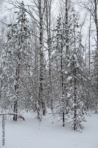 Wallpaper Mural Beautiful winter landscape. Winter forest in the snow. Torontodigital.ca