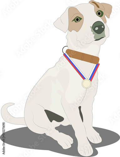 Jack Russell Terrier