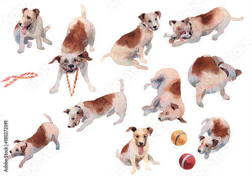 Fototapeta Naklejka Na Ścianę i Meble -  JackRussel terier dog collection hand drawing watercolor