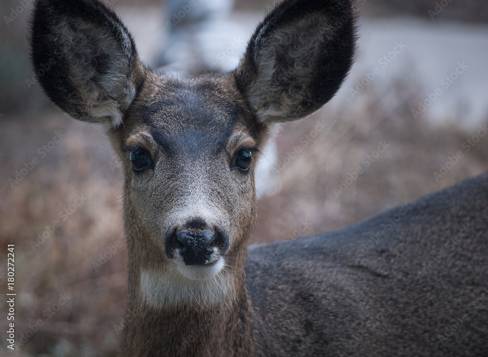 Doe a Deer Doe a Deer