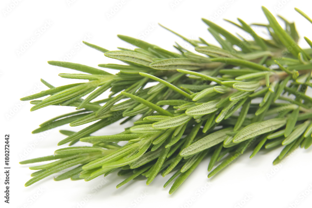 Fototapeta premium Rosemary on white background