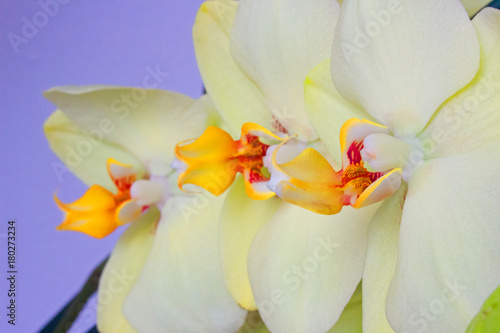 Orchid. Beautiful green flower. Tropical floral decoration.