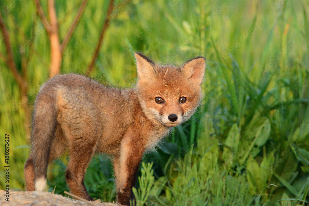 Baby fox Baby fox