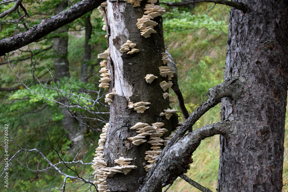 weisser Baumpilz an absterbendem Baum in einem Bergwald der Alpen weisser Baumpilz an absterbendem Baum in einem Bergwald der Alpen