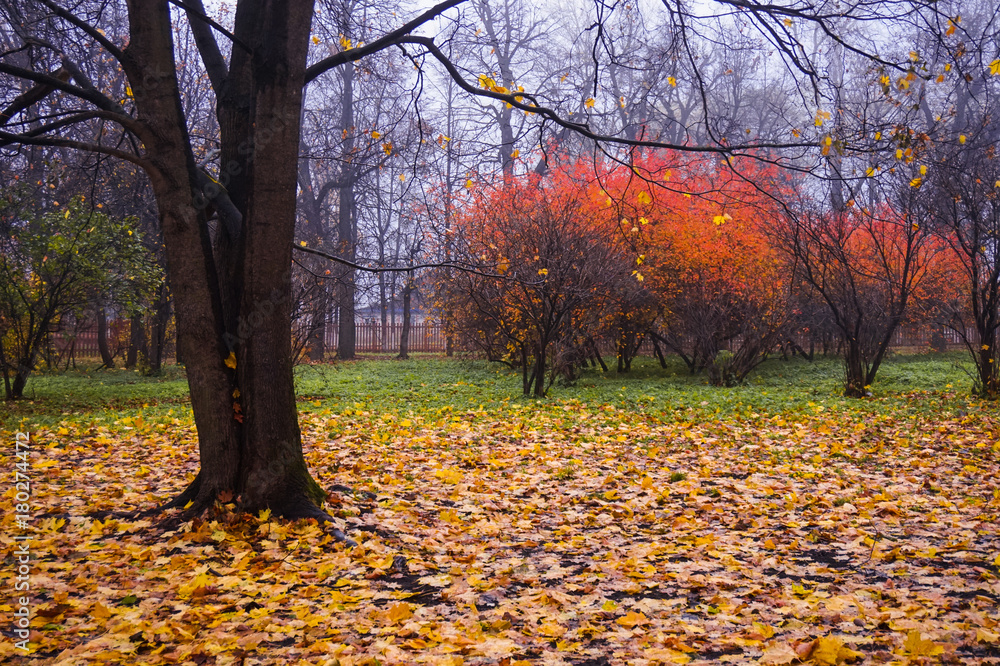 Autumn in the park, trees and bright fallen leaves in the autumn fog. Autumn in the park, trees and bright fallen leaves in the autumn fog.