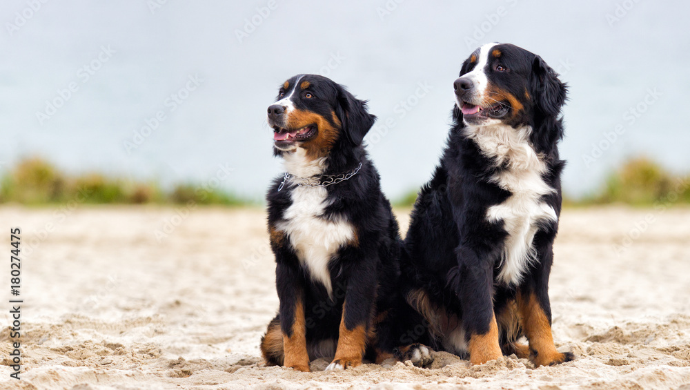 Two bernese mountain dogs hotsell