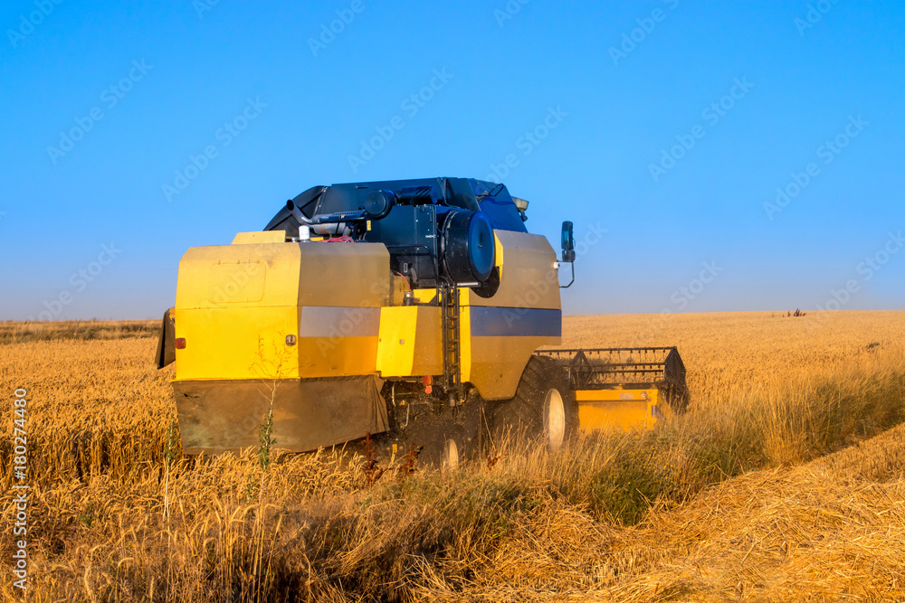 Fototapeta premium Harvest time