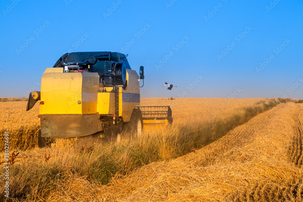 Fototapeta premium Harvest time