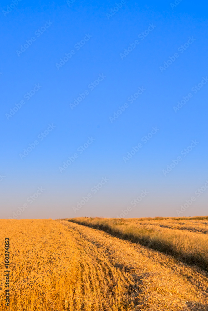 Fototapeta premium Harvest time