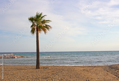 Beach. Beautiful beach and palm tree. Costa del Sol  Andalusia  Spain.