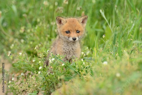 Baby fox