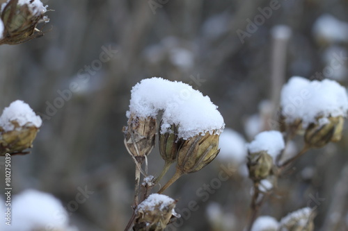 Neige sur plante