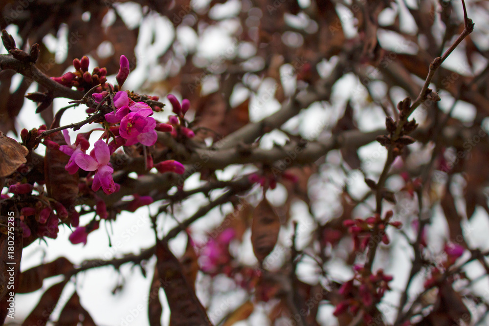 Flower. Beautiful pink flowers. Spring time. Garden tree. Macro.