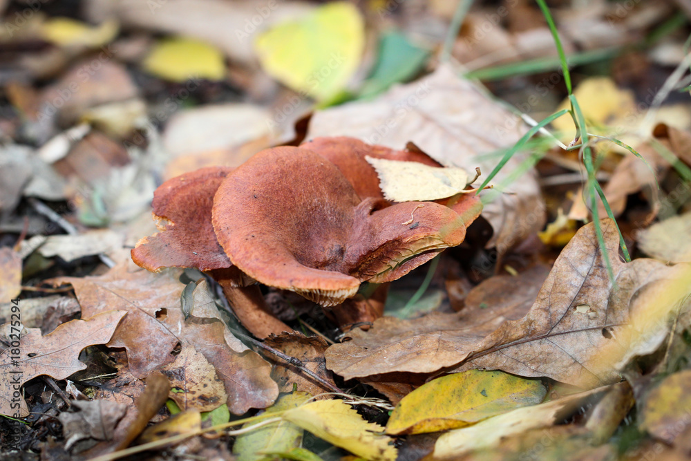 Pilz, Pilze am Waldboden, Gras, Moos Pilz, Pilze am Waldboden, Gras, Moos