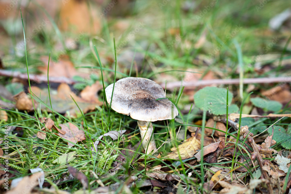 Pilz, Pilze am Waldboden, Gras, Moos Pilz, Pilze am Waldboden, Gras, Moos