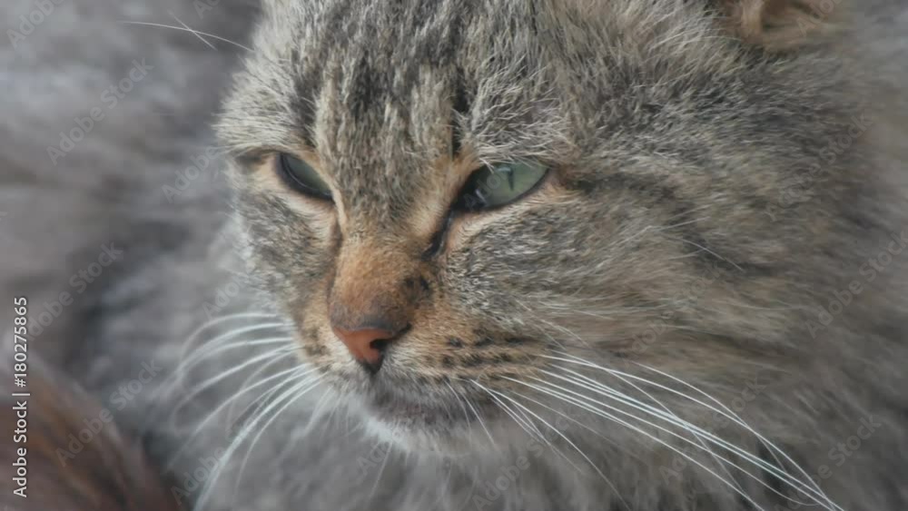 portrait dissatisfied evil homeless cat on the street close-up looks sitting sad portrait dissatisfied evil homeless cat on the street close-up looks sitting sad
