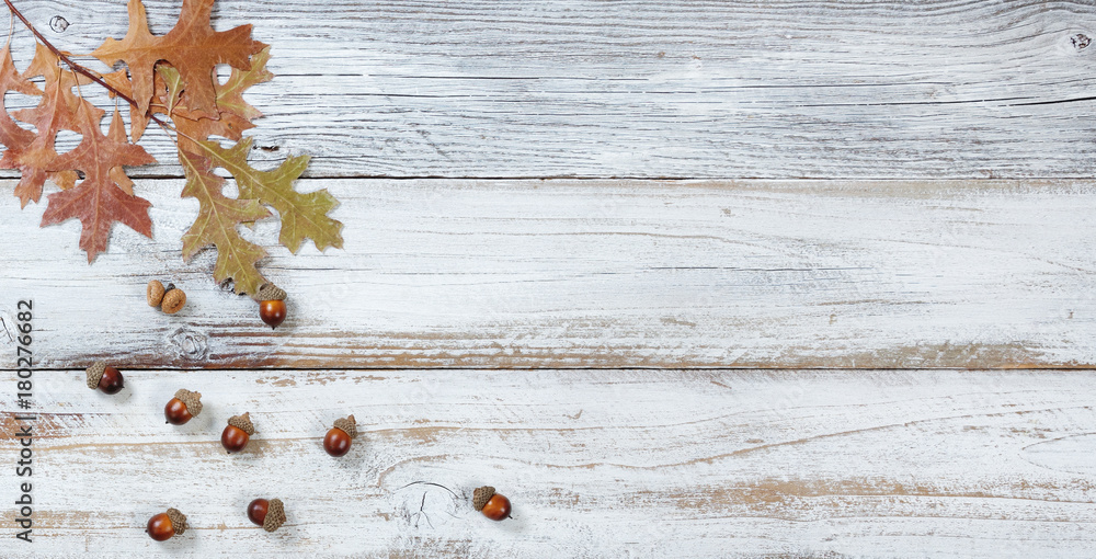 Fototapeta premium Falling Oak leaves and acorns